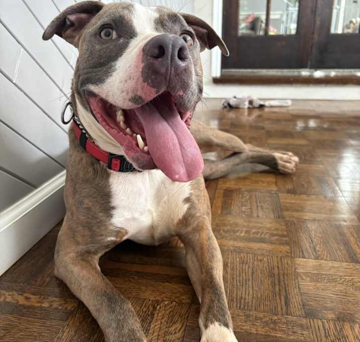 Photo of Hank