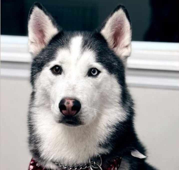 Photo of Max