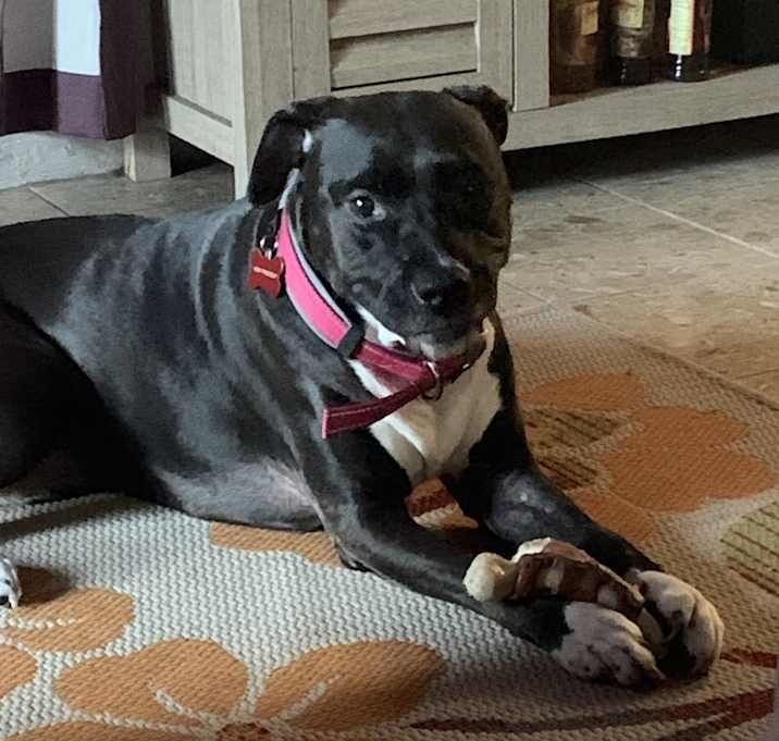 Photo of Leia