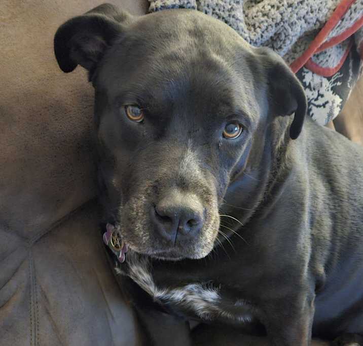 Photo of Buddy