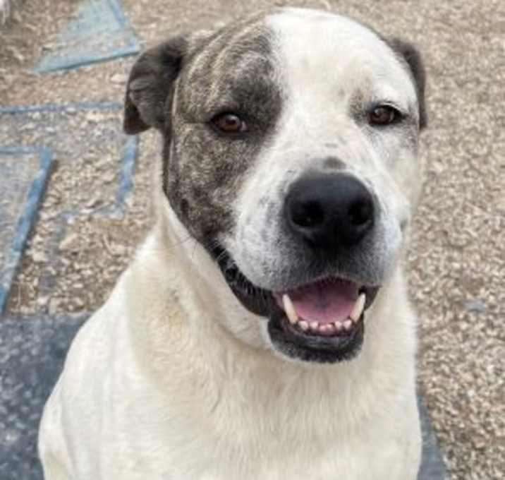 Photo of Goose