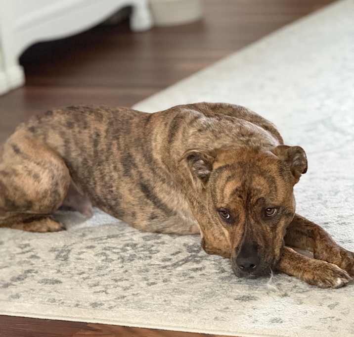 Photo of Bear