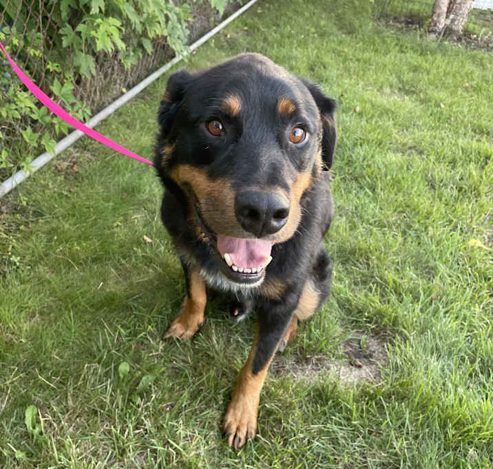 Photo of Scout