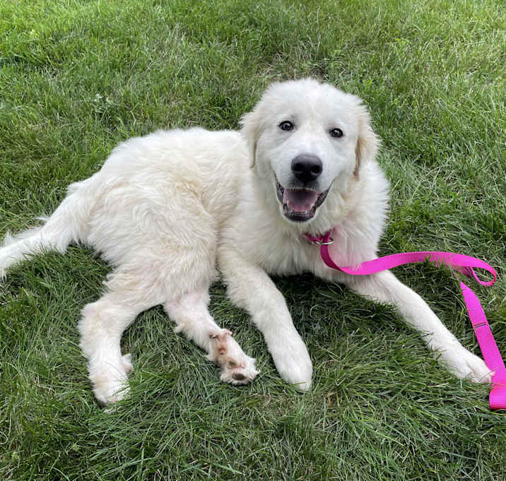 Photo of Daisy