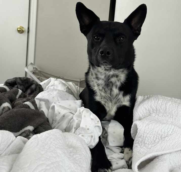 Photo of Rocky
