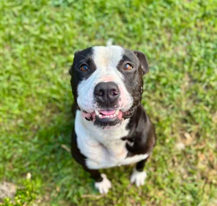 Photo of 25-0638 Tyson