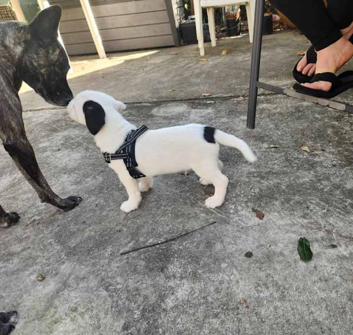 Photo of Snoopy
