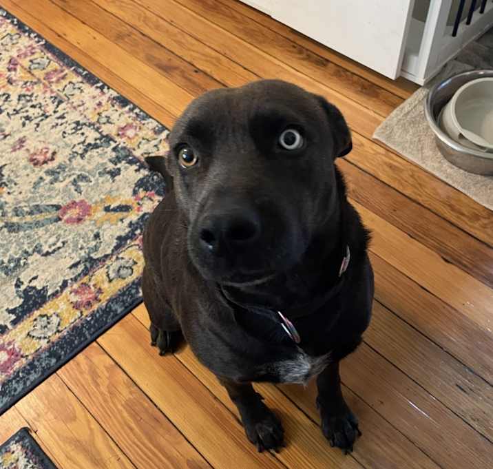 Photo of Midnight