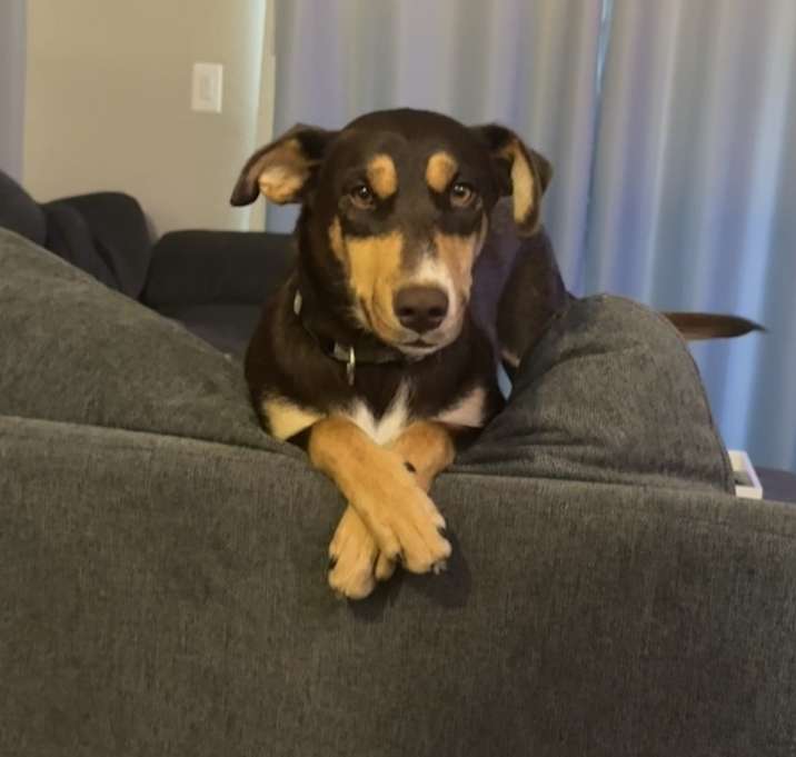 Photo of Brookie