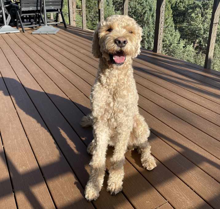 Photo of Henry aka Roo
