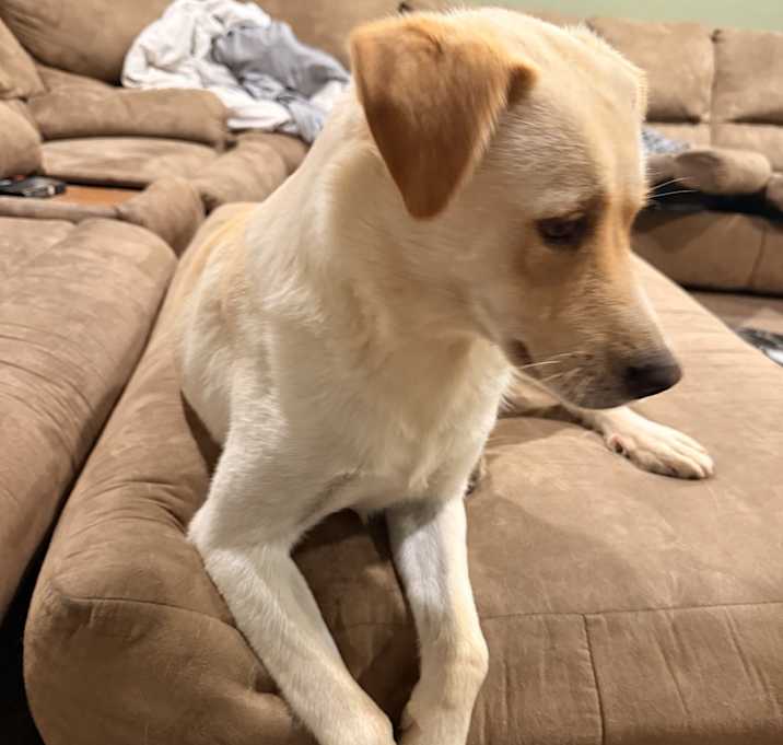 Photo of Maizy