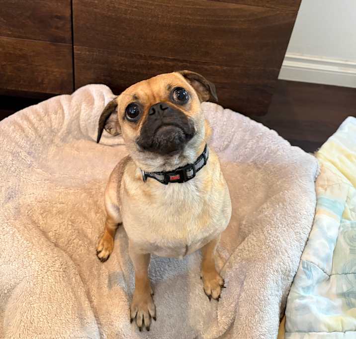 Photo of Perdie