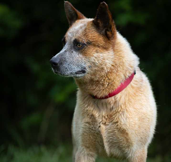Photo of Red