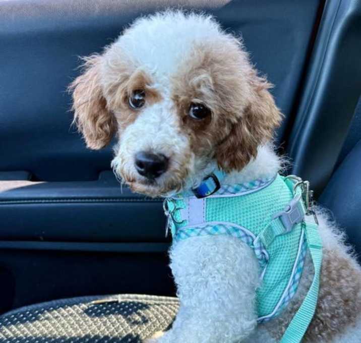 Photo of Oliver