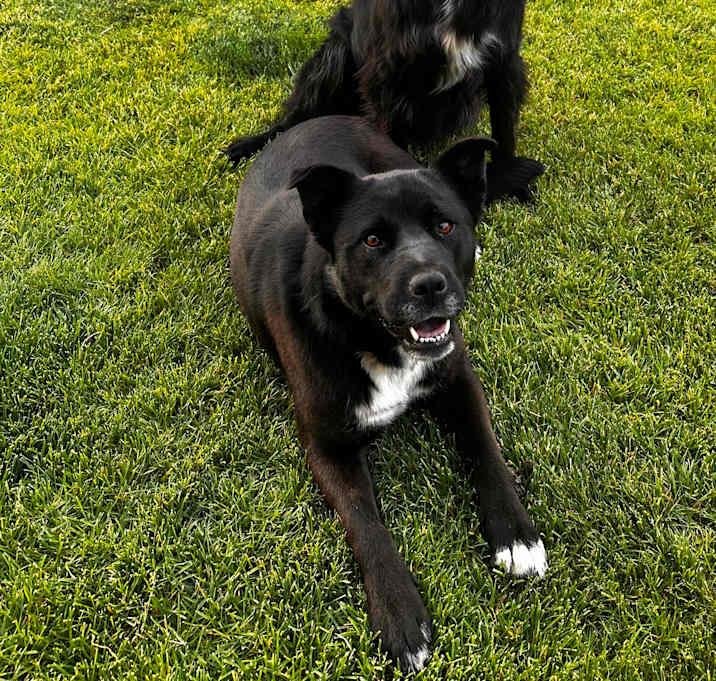 Photo of Lyra