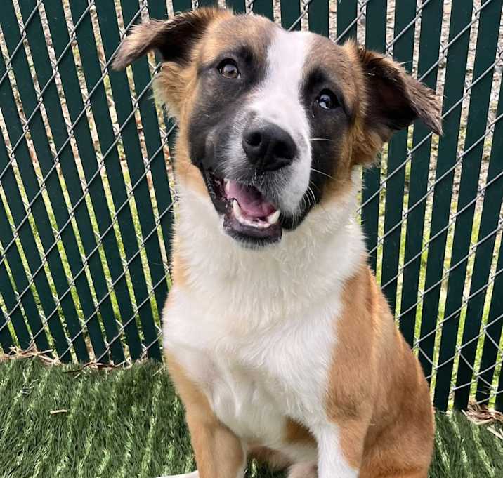 Photo of Easton - available 7/13