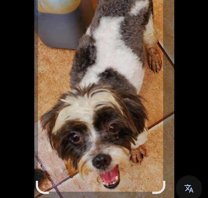 Photo of Pinto