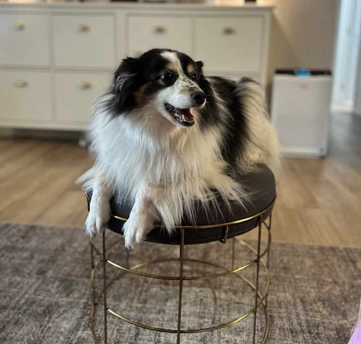 Photo of Penny