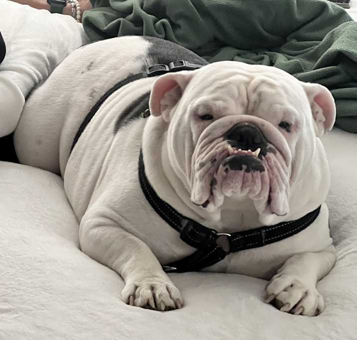 Photo of Rueben