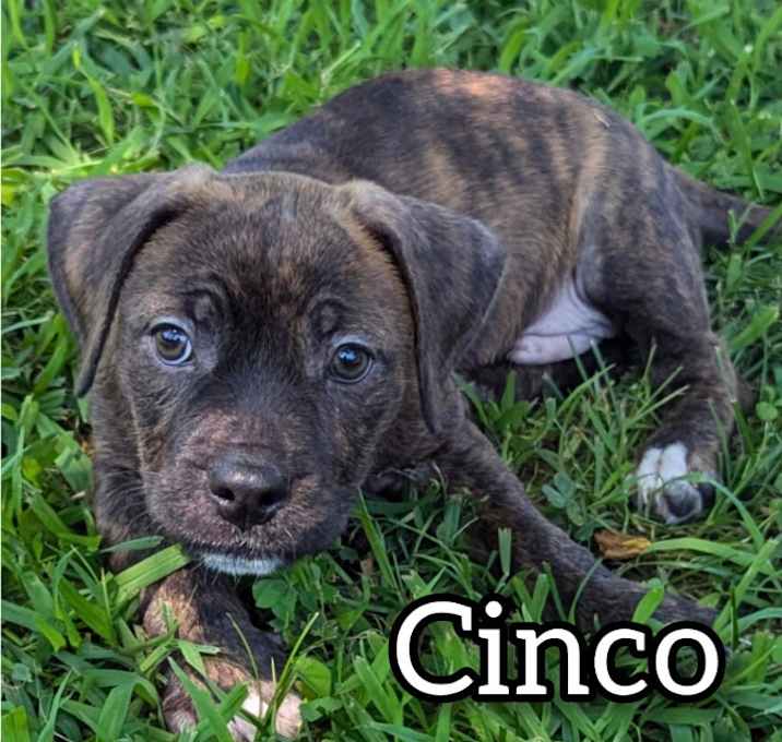 Photo of Cinco