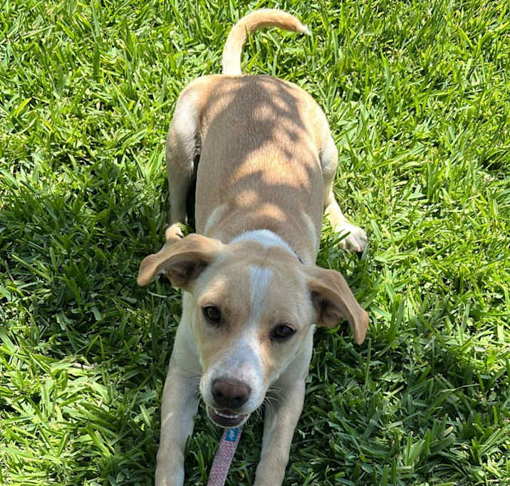 Photo of Lola