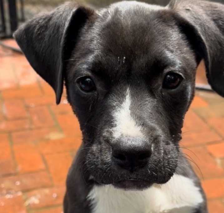 Photo of Daisy