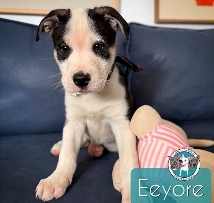 Photo of Eeyore LaPorte