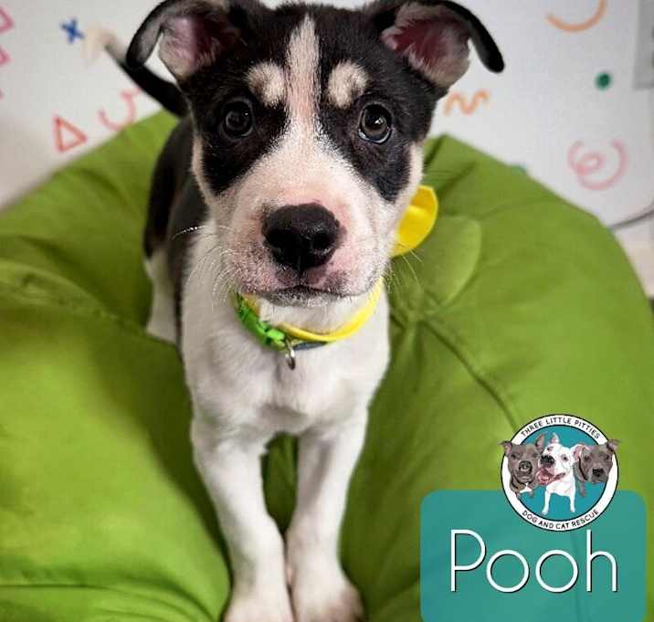 Photo of Pooh LaPorte