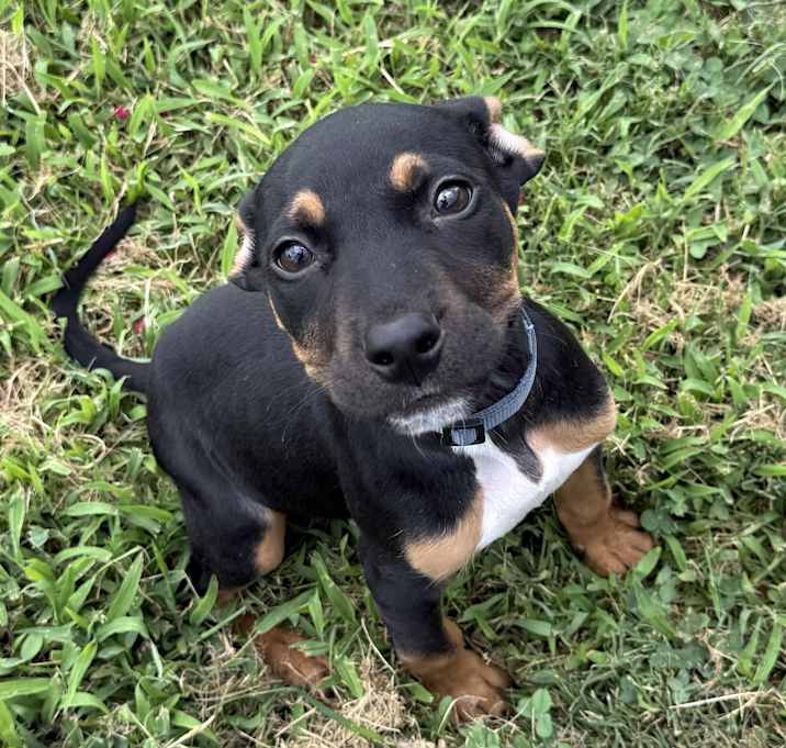 Photo of Rocky