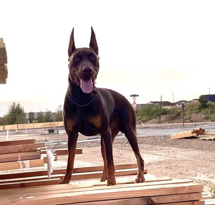 Photo of Rex