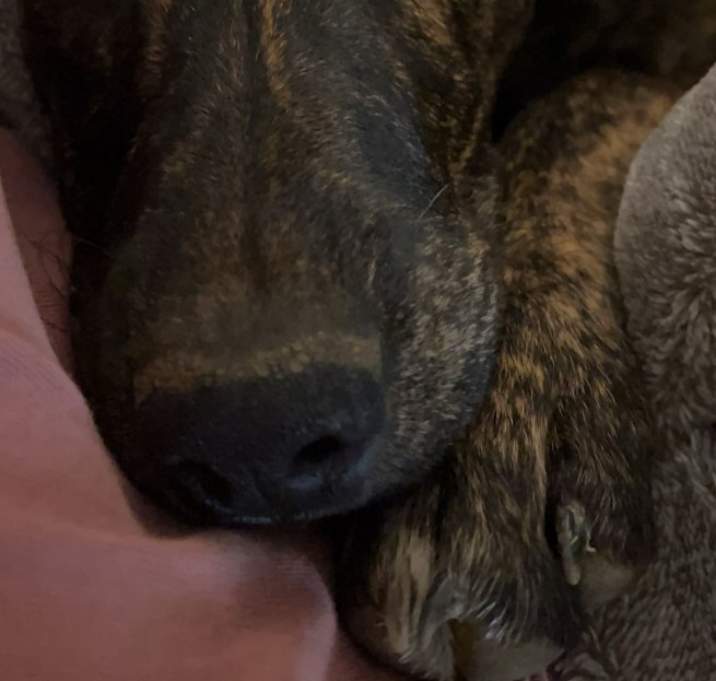Photo of Finn