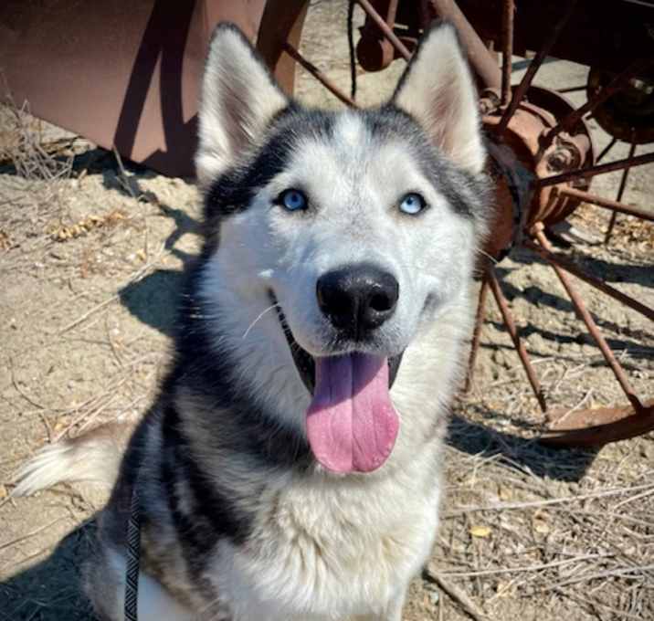 Photo of BALTO