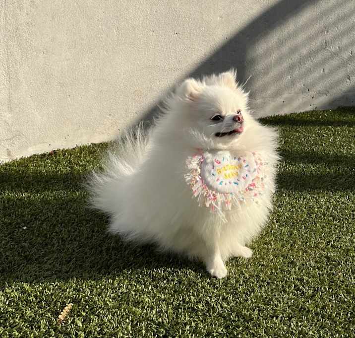Photo of PiPi