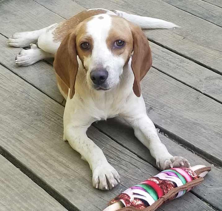 Photo of Ginger