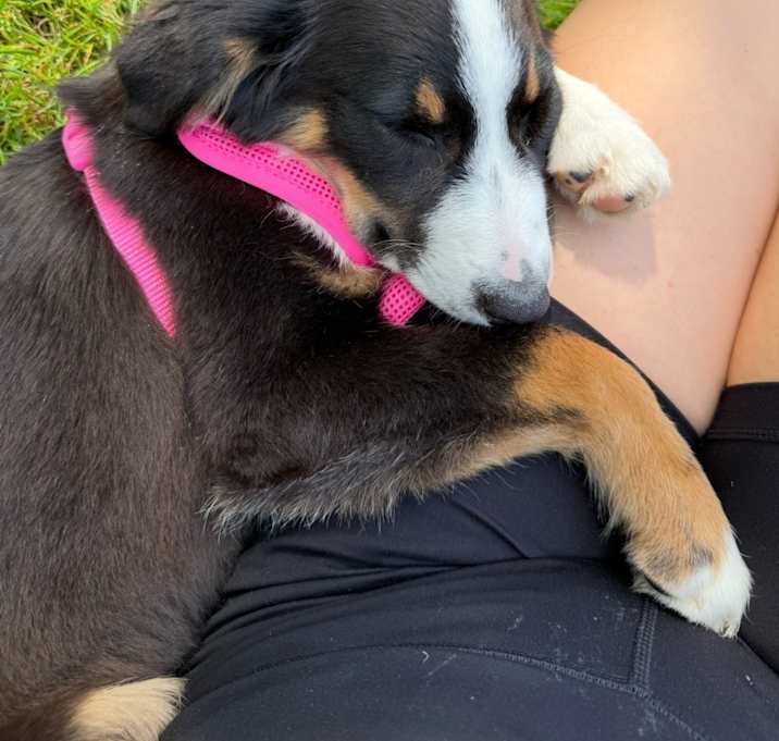 Photo of Mocha