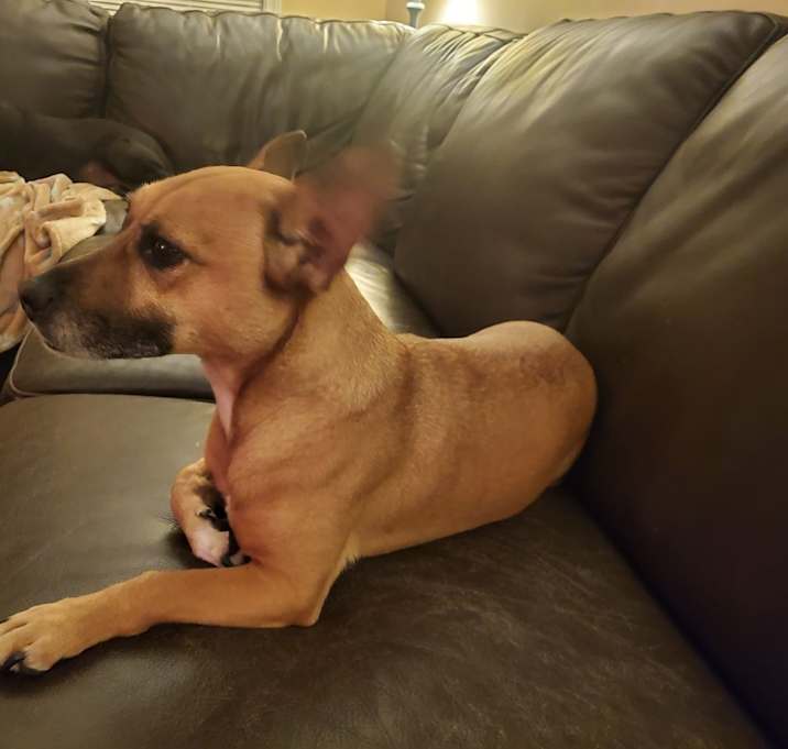 Photo of PEANUT