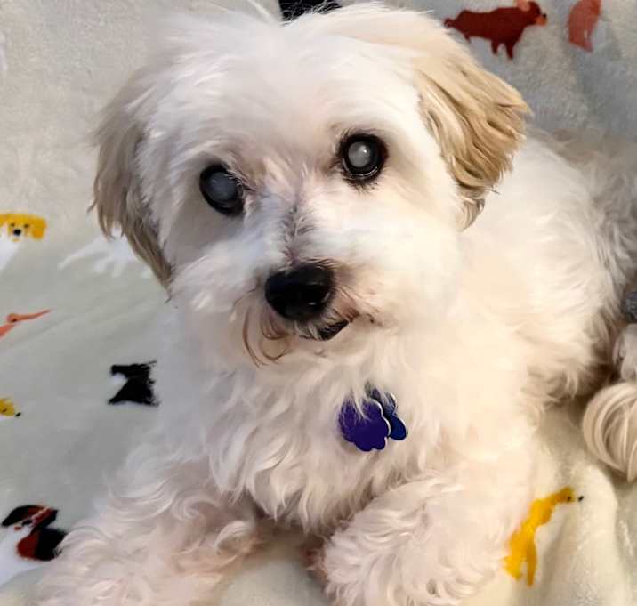 Photo of Bella Bear
