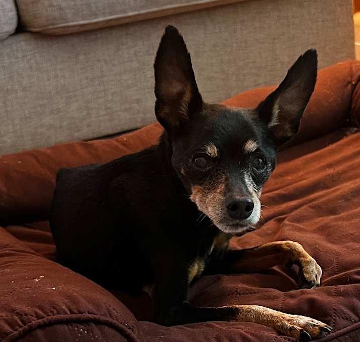 Photo of Holly*My adoption fee has been fully sponsored*