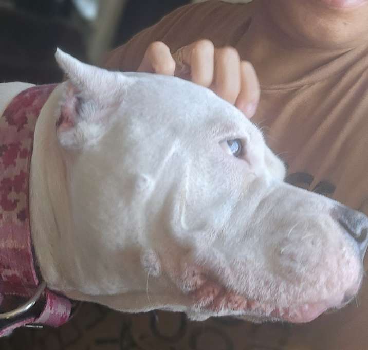 Photo of Bella
