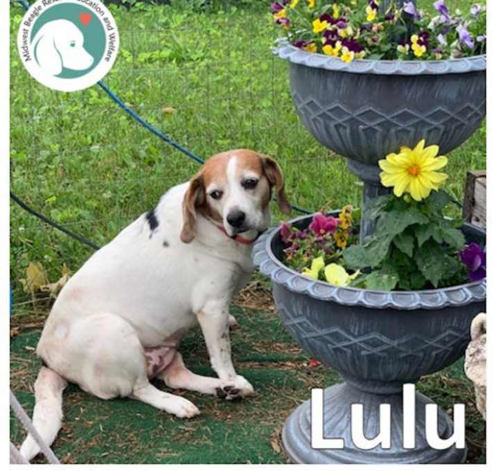 Photo of Lulu