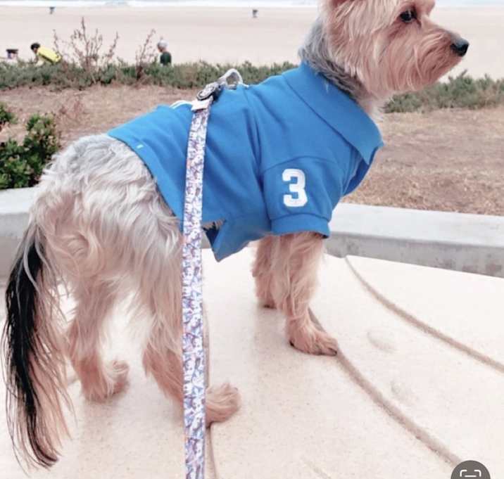 Photo of Dash