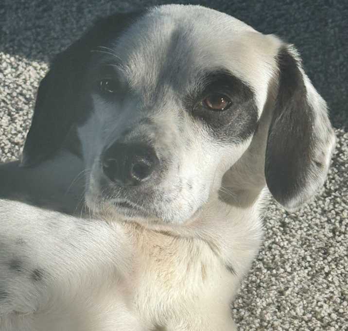 Photo of Dottie Joy