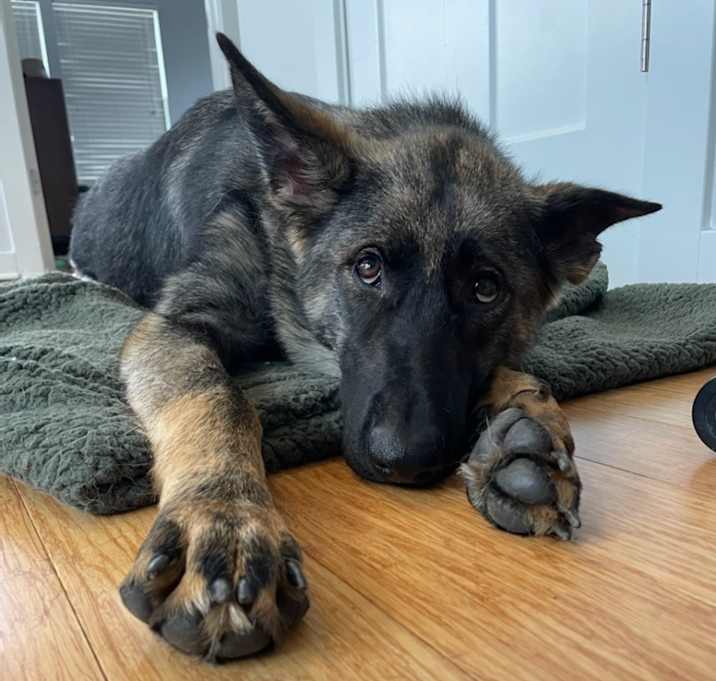 Photo of Sawyer