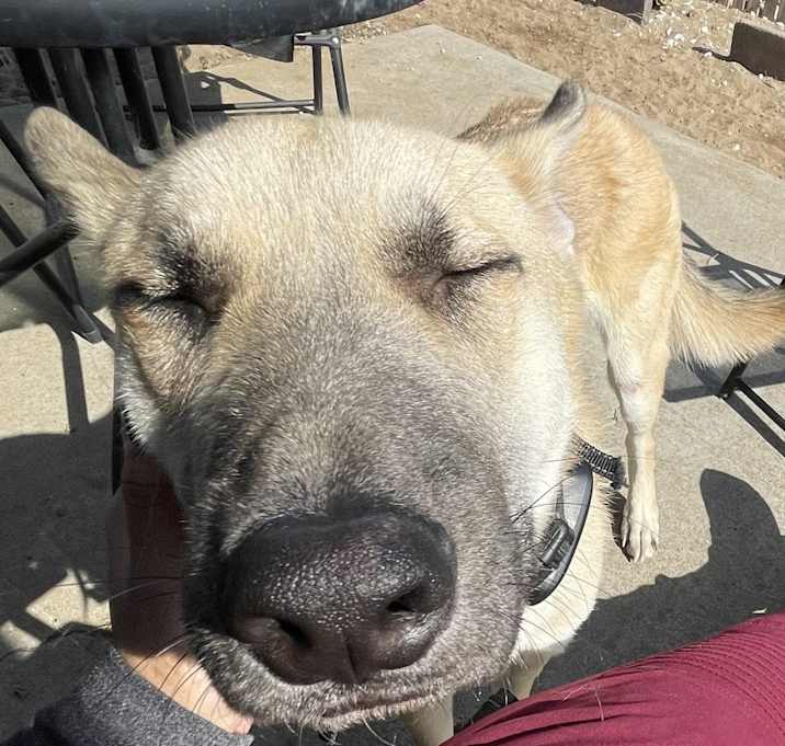 Photo of Appa