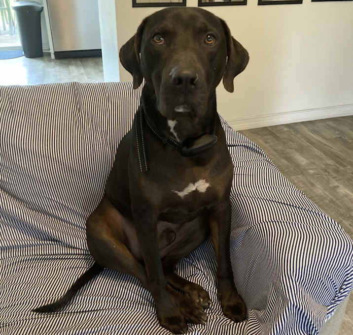 Photo of Cane