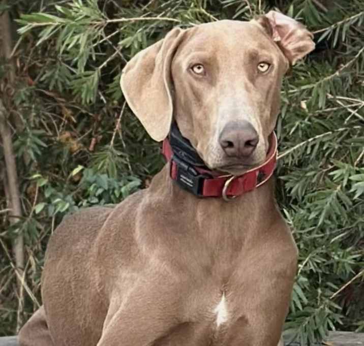 Photo of Max