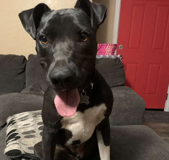 Photo of Dante