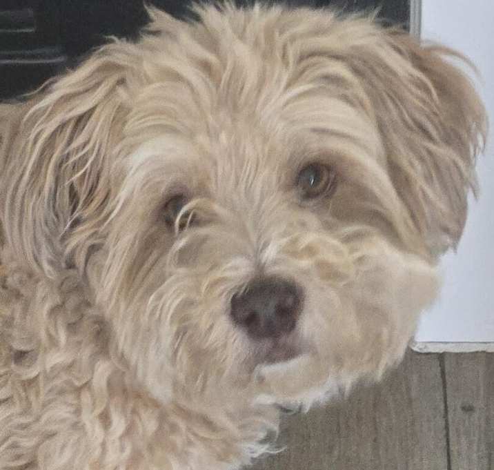 Photo of Gibbs (Grug)