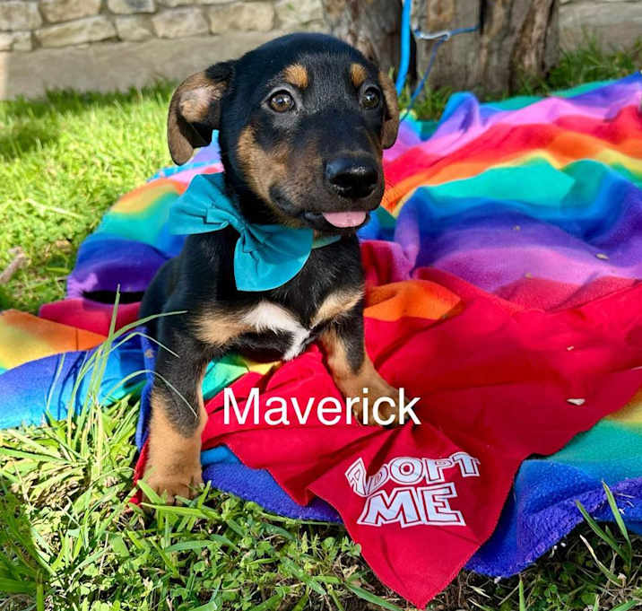 Photo of Maverick