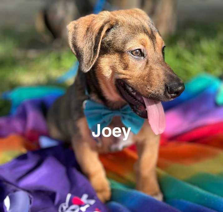 Photo of Joey